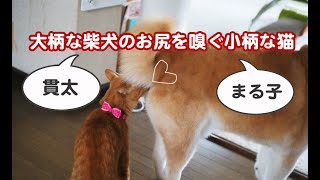 大柄な柴犬のお尻を嗅ぐ小柄な猫♪