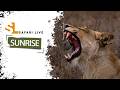 SafariLIVE Sunrise - 05 June 2026