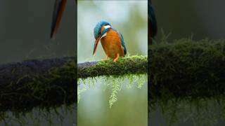 Chasing kingfishers underwater #DiscoverNetherlands #goviral #earth #trending #travel #discoverearth