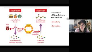 หน่วยที่ 2 : 2.2 การรักษาดุลยภาพกรด เบสของเลือด โดยการทำงานของไตและปอด