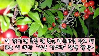 이스라지,산 앵두 나무 Islaj,Cherry