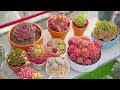 how to grow huge succulents from beginner to master 9 years living with succulents