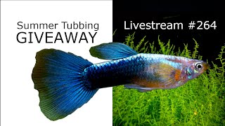 Blue Turquoise Guppy Giveaway - Ep. 264