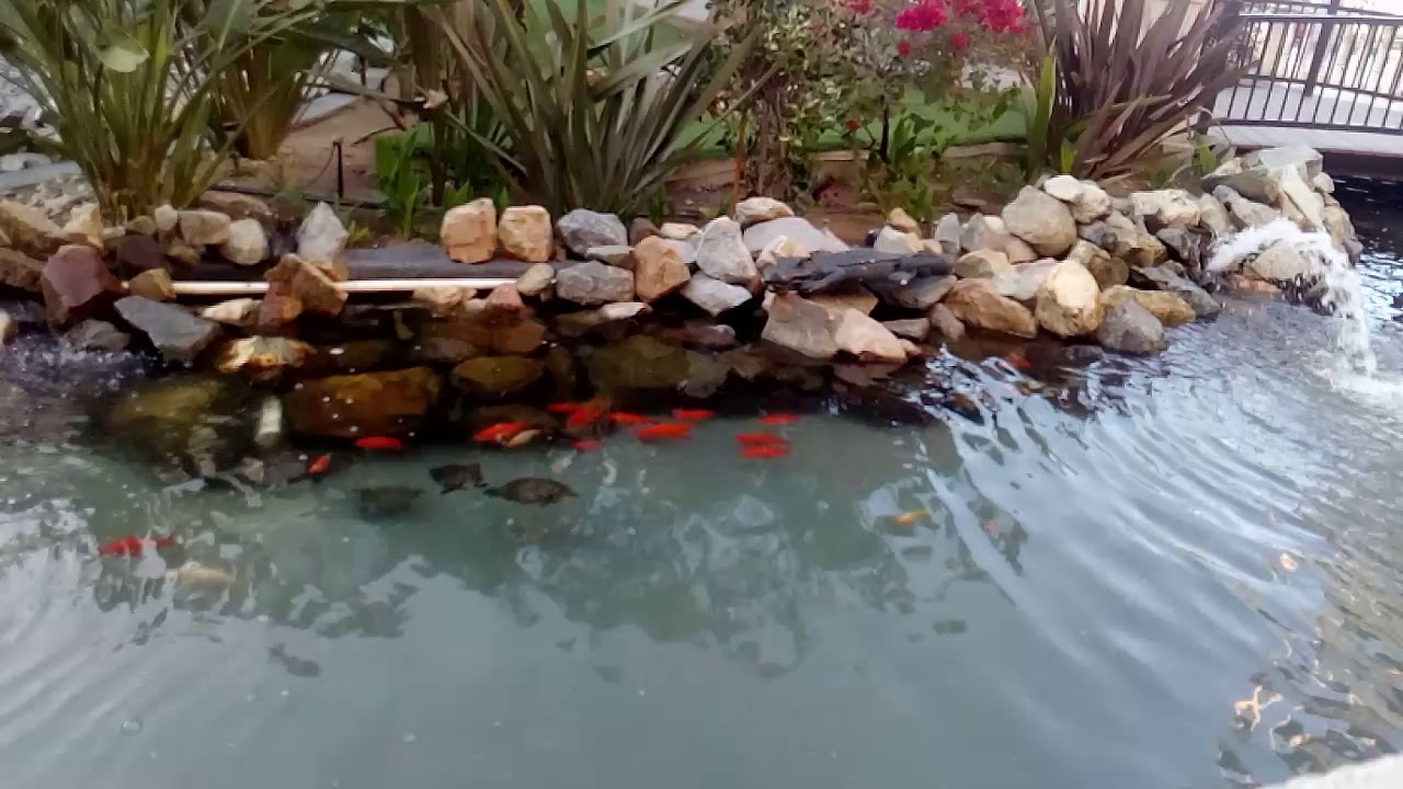 #peces#galerias,Galerías Hipódromo Tijuana Y El Pez Carpa - YouTube