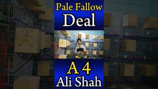 First time pale fallow deal in karachi