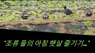 #조류들의 아침 햇살 즐기기... #왕송 호수 조류들...