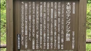 【郷土アイ】広島「大朝のテングシデ群落」