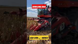 The new BOURGOING B410 #seed #corn #harvest in Turkey 🇹🇷 #farming #cornharvester #hybridcorn