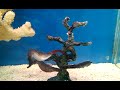 seahorses mating