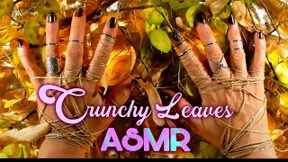 ASMR Magic NATURE ❤️ Crunchy DRY LEAF ❤️ Very SLOW ⭐️ Magical Ambience ⭐️ No talking