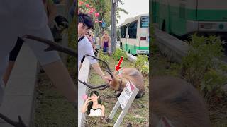 美しい観光客が鹿と遊んで楽しんでいます | Nara Deer Park in Japan | 奈良日 本旅行|へずまりゅう奈 良公園 | nara japan | Japan National