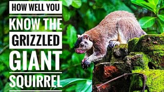 Grizzled Giant Squirrel || Description, Characteristics and Facts!