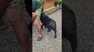 പെൺ ലാബറഡോർ | Female Labrador