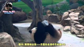 20150829圓仔口對口朝小灰罐啾個不停 The Giant Panda Yuan Zai