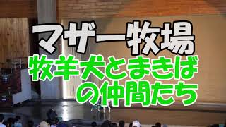 マザー牧場 牧羊犬とまきばの仲間たち 2020/8/16(日)