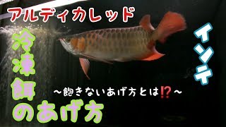 古代魚アロワナ　冷凍餌の紹介　紅龍　アルディカレッド　アクアリウム　古代魚　ポリプテルス　アロワナ　紅龍　過背金龍