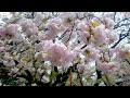 雨　中将姫誓願桜