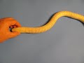 wooden toy snake