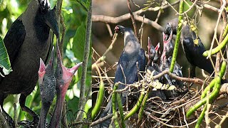 House crow parents feeding their hungry new born babies ||#crow#birds