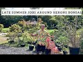 Late Summer Jobs Around Herons Bonsai