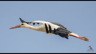 White Stork Migration - March 2022