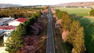 新ひだか町 二十間道路桜並木 2023年　静内桜祭り