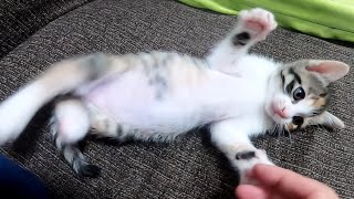 子猫を羽交い絞めにする子猫のキラちゃん。何とか逃げ出したミコちゃんが甘えてくる。【赤ちゃん猫】【保護猫】