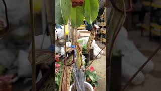 Best Care Tips for Making Larger Pitcher Plants - Nepenthes Species