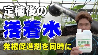 【株を活着させる】定植後の手潅水【いちご栽培,定植】