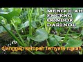 cara mengolah enceng gondok/Eichhornia crassipes  mulai dari nol sampai kering