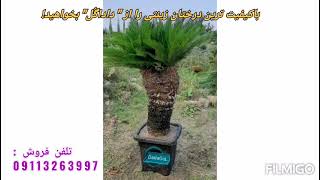 درختچه سیکاس #cycas