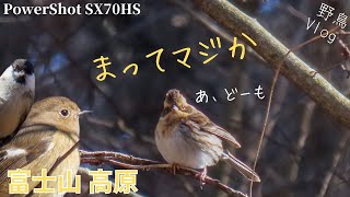 《富士山 part2》高原の森でまさかの出会い！ミヤマホオジロにベニマシコ【コンデジ野鳥Vlog】