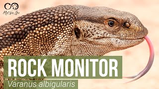 Rock monitor (Varanus albigularis) | Herping South Africa