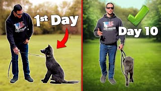 How to Teach Your Dog Basic Obedience!