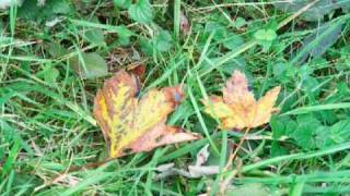 AUTUMN LEAVES - Indulis SUNA (violin)