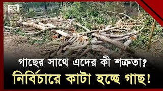 তীব্র দাবদাহের মাঝেই রাঙ্গাবালীতে গাছ কাটার মহোৎসব! | Trees cut | Heatwave | Eka