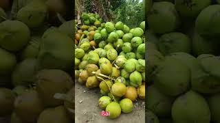 ABUNDANT YOUNG COCONUT IN THE STREET  || BUKO #youtubeshorts