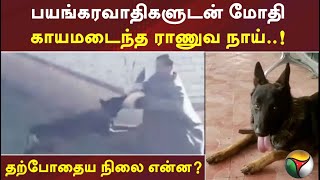 பயங்கரவாதிகளுடன் மோதி காயமடைந்த ராணுவ நாய்.. தற்போதைய நிலை என்ன?