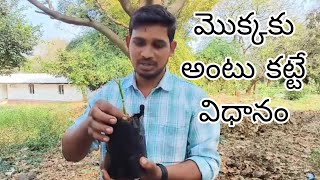 మొక్కకు అంటు కట్టే విధానం తెలుసుకుందాం|| Vegetables Grafting || @andamainabommarillu