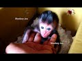 new born monkey nmex abe welcome new member baby monkey abe very cute hello baby welcome