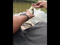 catching crappie with garmin livescope in arkansas garminlivescope crappiefishing livescope