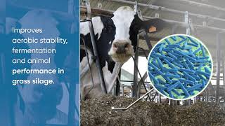 Inoculants: A more sustainable solution vs Chemical Acids