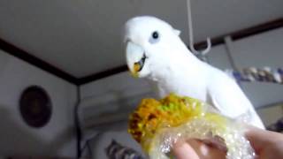 ソロモンオウムたろちゃん　カボチャを待ってる間のひとり言 92   Talking Cockatoo