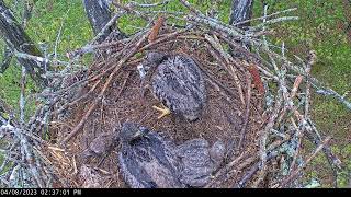 Dale Hollow Eagle Camera 08.04.2023 14:25