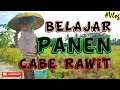 BELAJAR MEMANEN CABE RAWIT SI AYA ALIYAH | Vlog | ULUH LEBU KIA