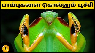 பறவை முதல் பாம்பு வரை கொல்லும் கும்பிடுப்பூச்சி | Facts about Praying Mantis | Animaltube Tamil