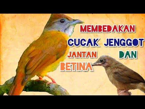 Cara Mudah Membedakan CUCAK JENGGOT JANTAN DAN BETINA - YouTube