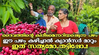 പഴം കൊടുത്ത് അസുഖം മാറ്റും  | God's Crown | MAHKOTA DEWA | Mahkota Dewa Plant | kanjikuzhi-Idukki |