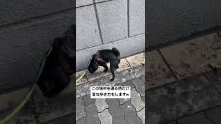 歩き方どうしたんwww #shorts #pug #パグ #黒パグ