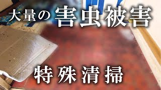 【特殊清掃】孤独死現場の害虫被害！古い木造アパートに数千匹の虫【3/3】閲覧注意